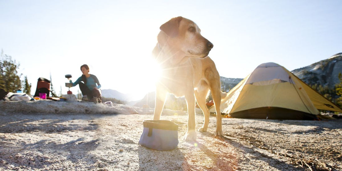 Dog-friendly camping locations in Australia